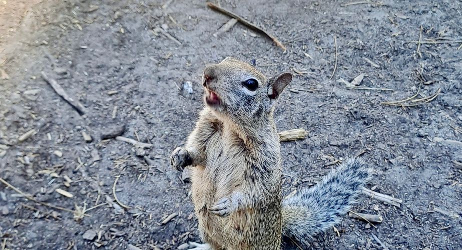  Californië wildlife